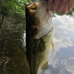 Meet your Posher, Hans